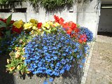 blumen 019.JPG